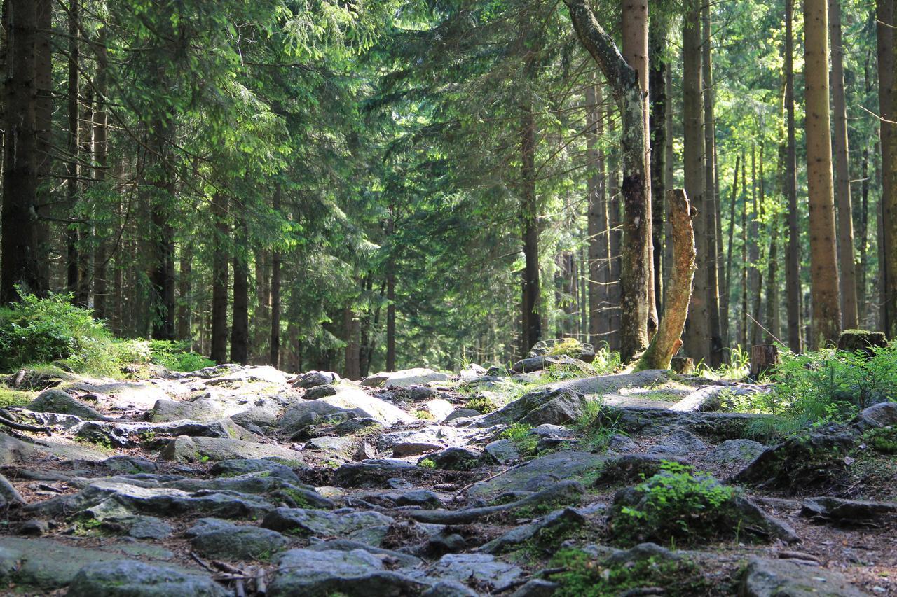 Wohlfuehlort In Der Ferienresidenz Wurmbergblick Daire Braunlage Dış mekan fotoğraf